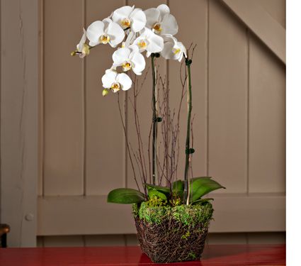White Moth Orchid Garden | White Flower Farm