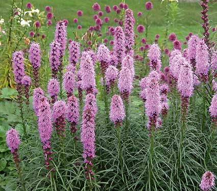 Liatris spicata Kobold | White Flower Farm