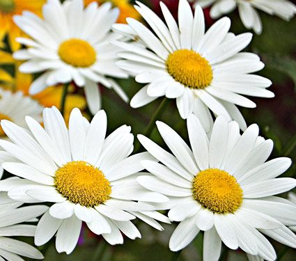 Leucanthemum x superbum Becky | White Flower Farm