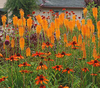 Red hot poker hardiness zone chart