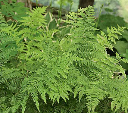 Athyrium filix-femina - Lady Fern | White Flower Farm