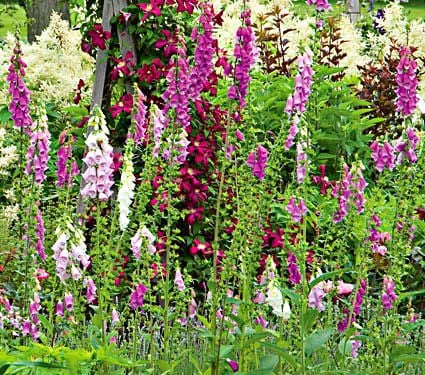 Digitalis purpurea Excelsior Hybrids | White Flower Farm