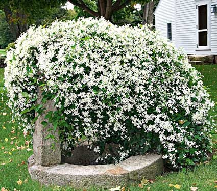 Clematis | White Flower Farm