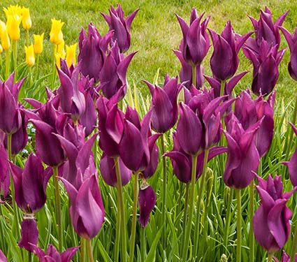 Tulip Purple Dream | White Flower Farm