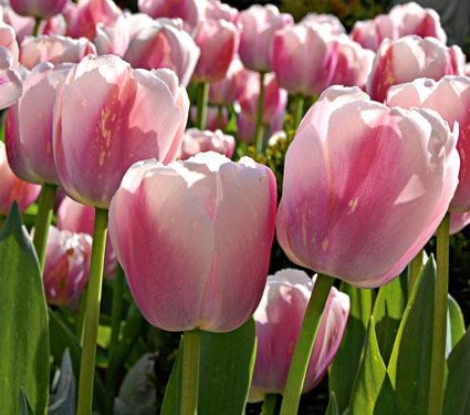 Tulip Ollioules | White Flower Farm