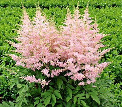 Astilbe Younique Silvery Pink | White Flower Farm