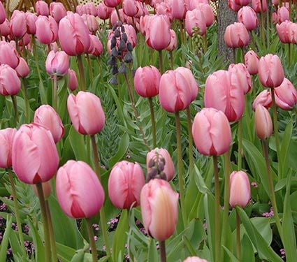 Tulip Pink Impression | White Flower Farm