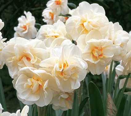 Narcissus Sir Winston Churchill | White Flower Farm