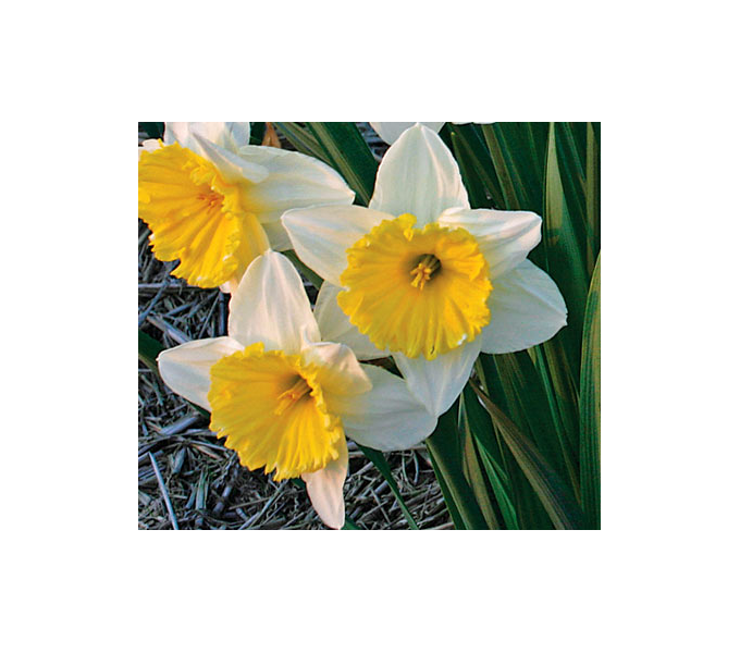 White Welcome Narcissus Mix | White Flower Farm