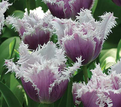 Your Guide to Different Types of Tulips, Flower Types