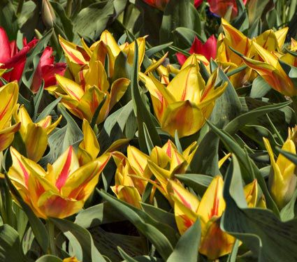 Tulipanes Greigii