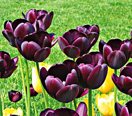 Tulipanes tardíos individuales