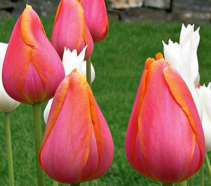 Tulipanes tardíos individuales franceses