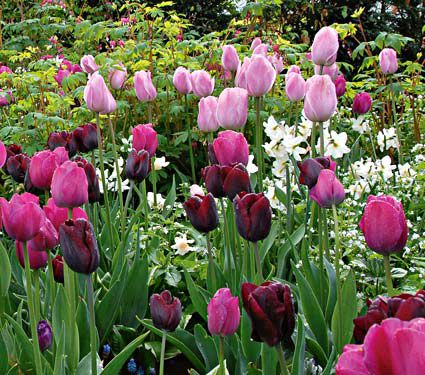 Tulipanes de triunfo