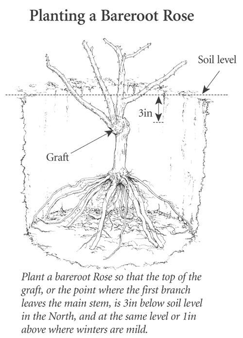 How to grow Roses