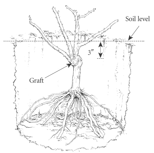 rooting rose stems