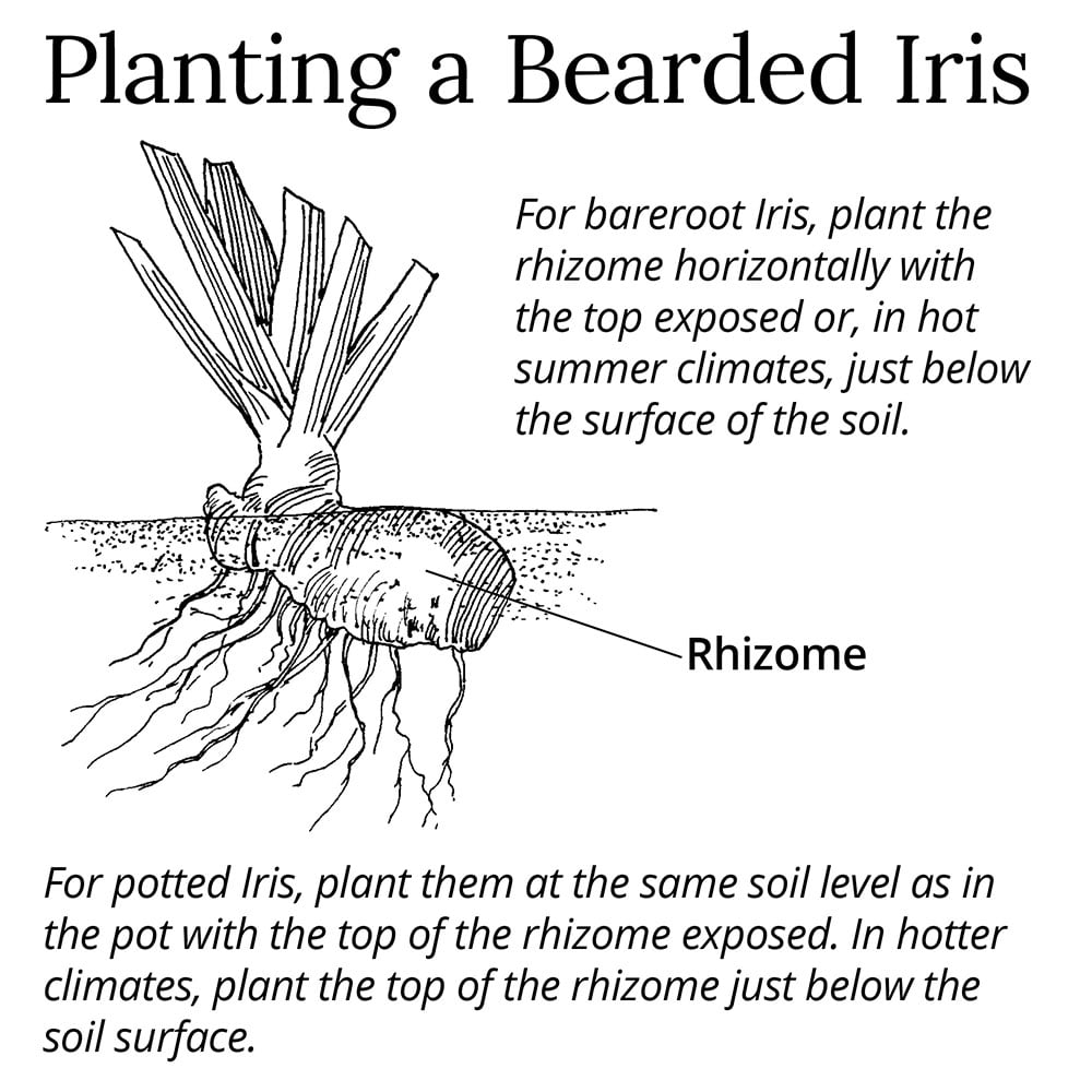 Kim's Secret Garden : How to plant breaded iris?