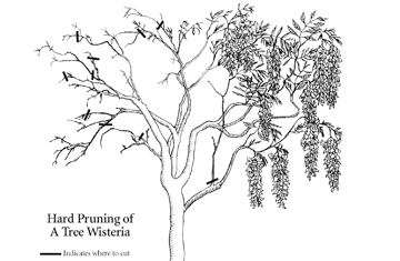 Growing Wisteria Tree Form Or Standard Wisteria